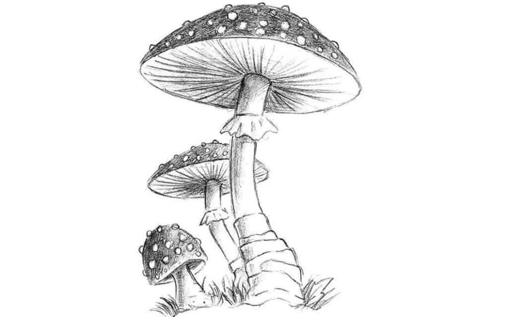 mushroom drawing tutorial